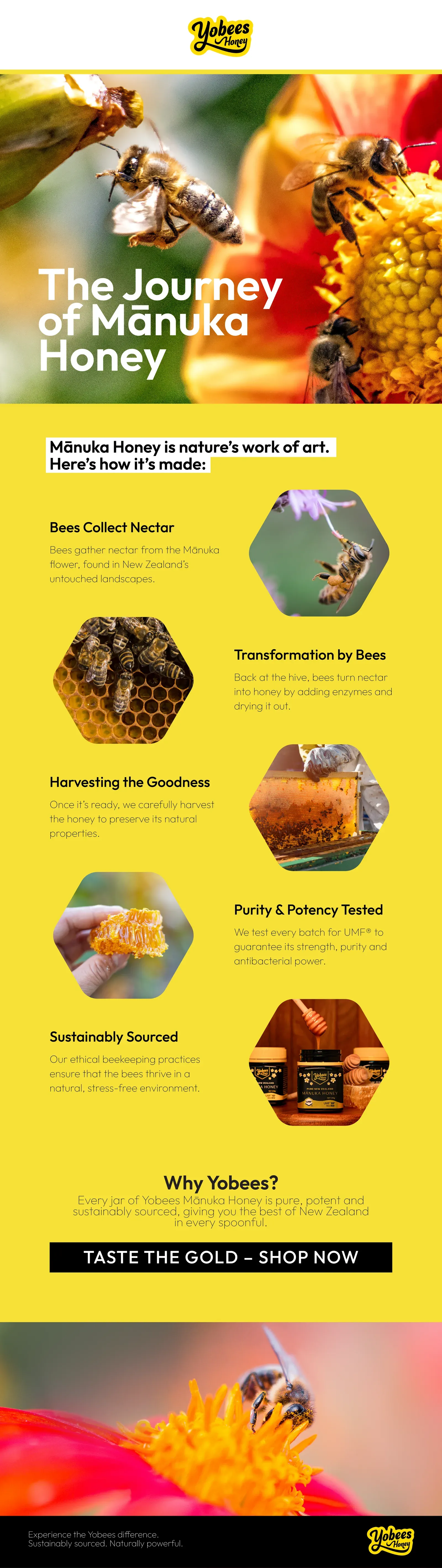 Yoobee – education email campaign design